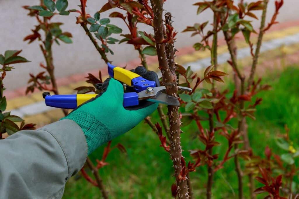 man pruning trees