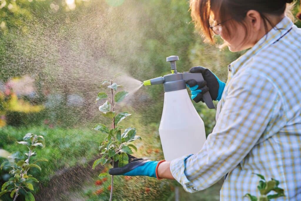 woman in garden with spray gun spraying young trees for diseases and pests