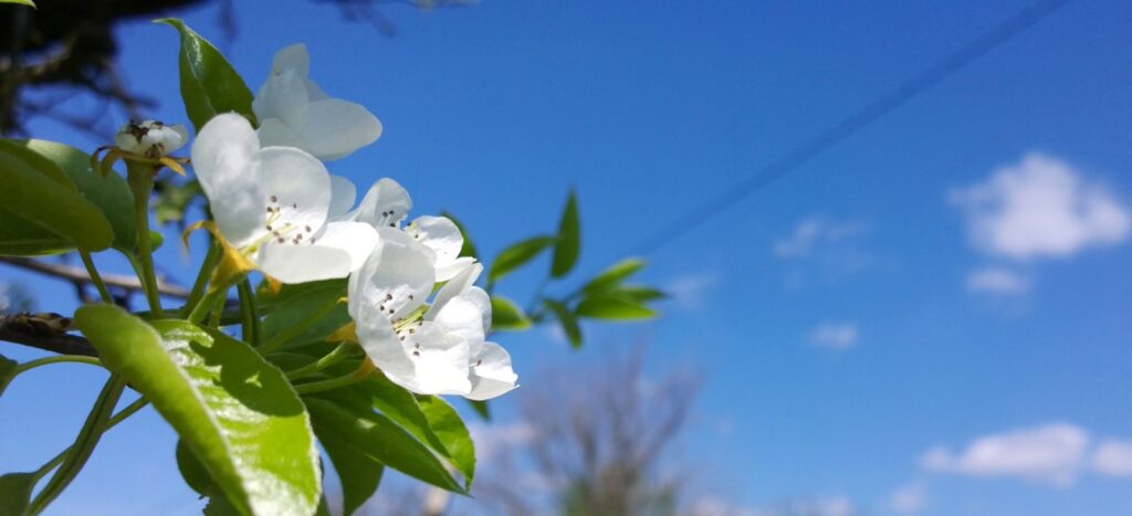 Spring Cherry Blossoms with clear sky background