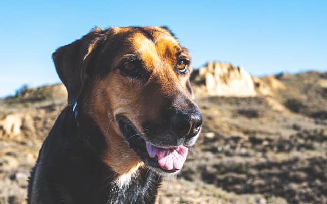 new zealand huntaway dog